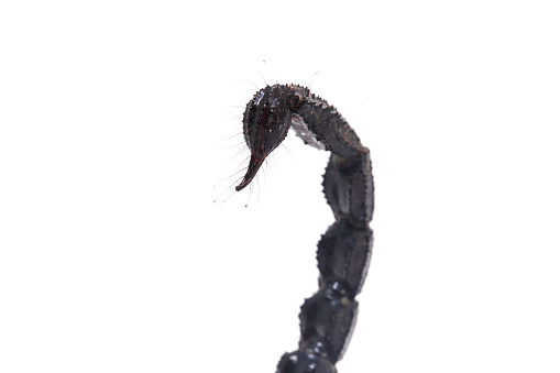 animal millipede on white background