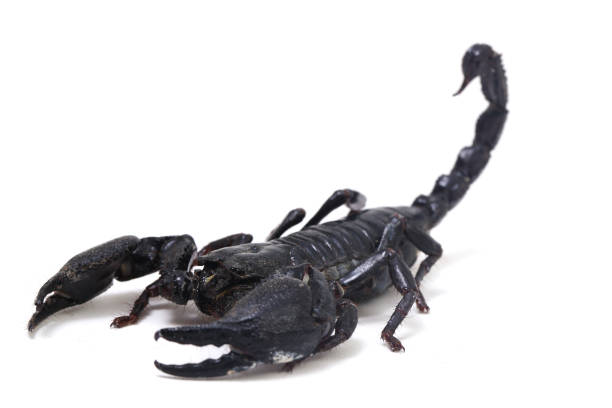 istock Asian forest scorpion Heterometrus  on a white background 1406488748