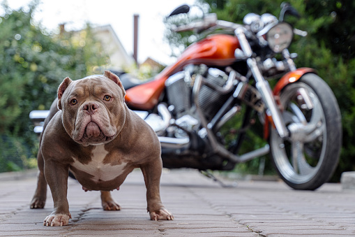 Expressive lilac brown American bully dog stands in front of motorbike, serious face looking right to the camera. Strong muscular body. Outdoors, copy space.