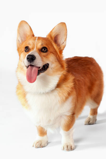 istock Cute Welsh Corgi Pembroke dog standing on empty background, looking up. 1406489933
