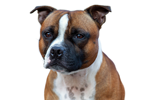 Isolated close-up portrait of Staffordshire Bull terrier breed dog of red and white color on empty background. Serious face expression, smart purebred pet with attentive look. Copy space.