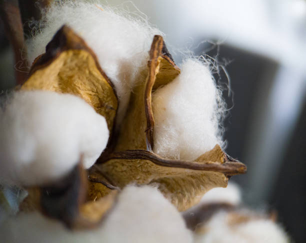 background image artificial white cotton flower close-up - cotton flower textile macro imagens e fotografias de stock