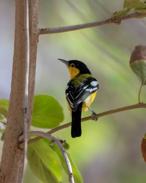 istock Common iora (Aegithina tiphia) spotted in Bera in Rajasthan 1406491148