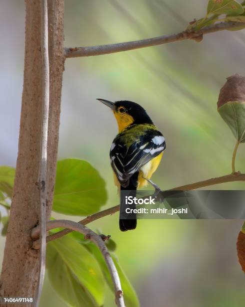Common Iora Spotted In Bera In Rajasthan Stock Photo - Download Image Now