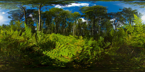 istock Forest on a Sunny summer day. 360-Degree view. 1406491215