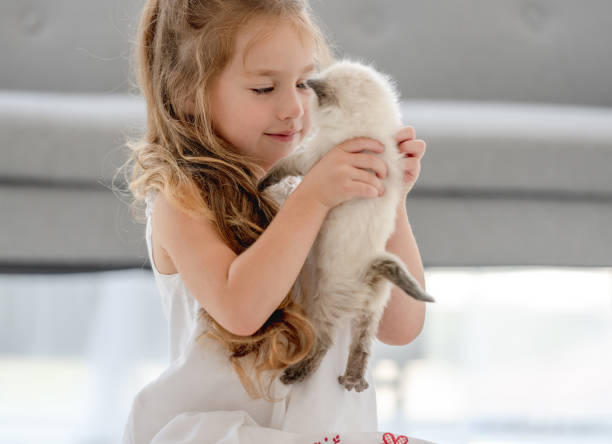 istock Girl with ragdoll kitten 1406491350