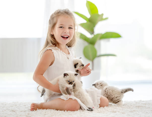 istock Girl with ragdoll kittens 1406491356