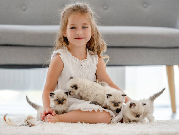 istock Girl with ragdoll kittens 1406491358