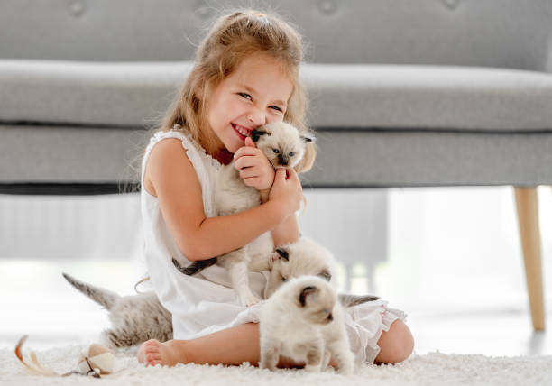 istock Girl with ragdoll kittens 1406491362