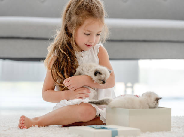 istock Girl with ragdoll kittens 1406491371