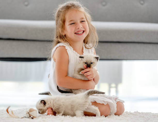 istock Girl painting with ragdoll kittens 1406491376