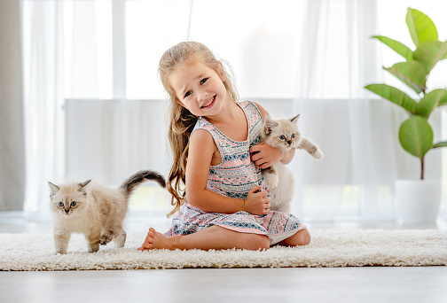 Little child girl holding ragdoll kitten and petting it. Pretty female kid happy with feline domestic kitty pet at home