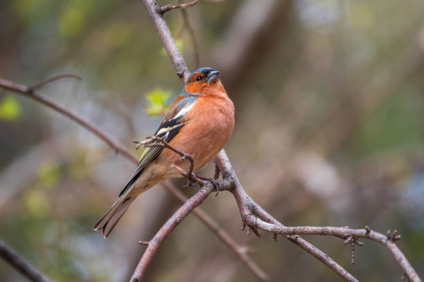 istock Common chaffinch, Fringilla coelebs, sits on a tree. Common chaffinch in wildlife. 1406491498