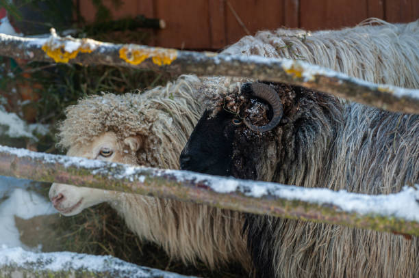 冬の素朴な折り畳みの角のある雄羊と羊、屋外 - bighorn sheep ram sheep winter ストックフォトと画像