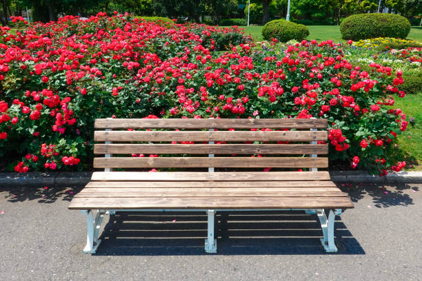 istock Bench by the sea surrounded by green grass (Yamashita Park in Yokohama) 1406492389