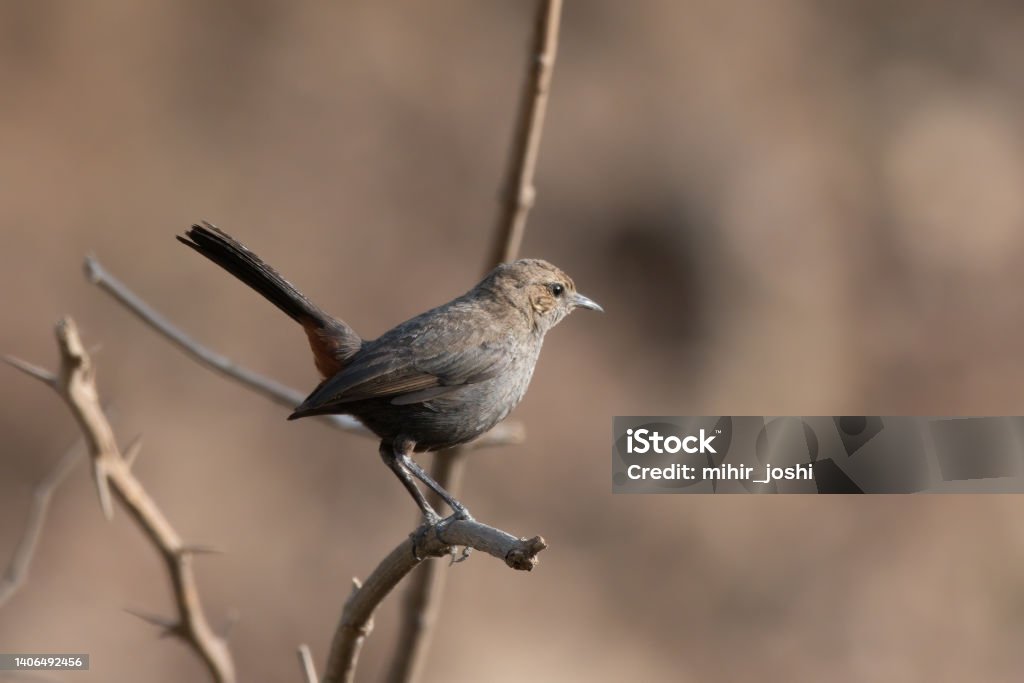 A female Indian robin (Copsychus fulicatus) spotted in Bera in Rajasthan A female Indian robin (Copsychus fulicatus) spotted in Bera in Rajasthan, India Animal Stock Photo
