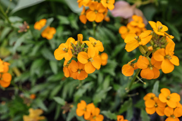 Erysimum cheiri, syn. Cheiranthus cheiri, the wallflower Erysimum cheiri, syn. Cheiranthus cheiri, the wallflower, is a species of flowering plant in the family Brassicaceae (Cruciferae). cheiranthus cheiri stock pictures, royalty-free photos & images