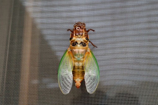 Its scientific name is Cryptotympana facialis. His sex is male. A large sesami (Japanese cicada, Kumazemi) that lives in Japan.