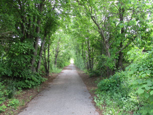 istock road through the forest, tunnel of trees 1406496948
