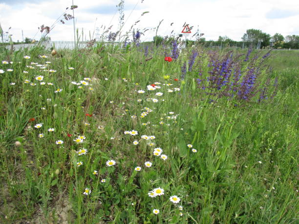 biodiversidade na beira da estrada - grass shoulder rural scene road wildflower - fotografias e filmes do acervo