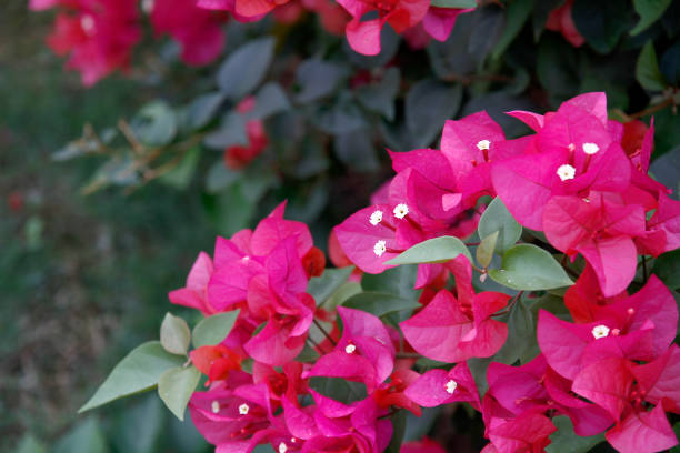 istock a bunch of flowers 1406500134