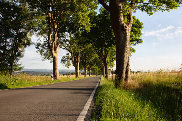 Treelined country road surrounded by fields, at a sunny summer day,  this is situated near the town Unna in North Rhine Westfalia, Germany, file contains lensflares