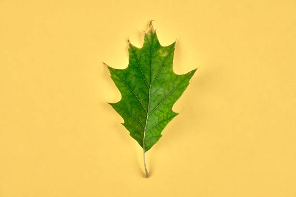 One green Quercus rubra oak leaf isolated on yellow background, Northern red oak tree leaf. Northern red oak bright yellow leaf from autumn foliage, beautiful autumn symbol