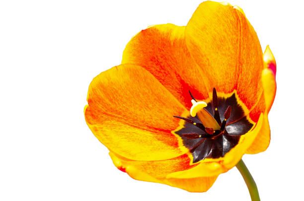 istock tulip flower isolated on white background 1406504173