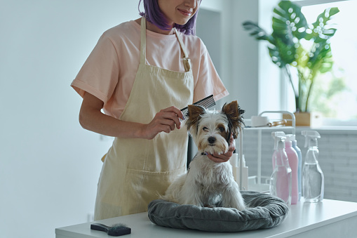 Close-up of woman combing cute little dog at the grooming salon