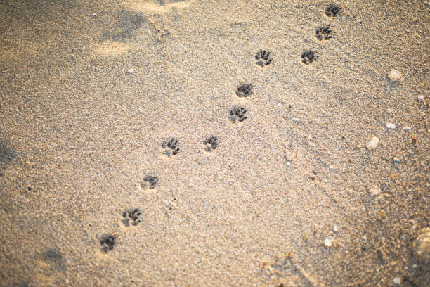 patrón de huellas en la playa de arena. una serie de rastros. los fondos son arenosos. los animales se van. - paw print fotos fotografías e imágenes de stock