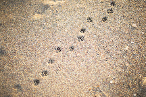 Pattern of footprints on the sandy beach. A number of traces. Backgrounds are sandy. The animals leave.
