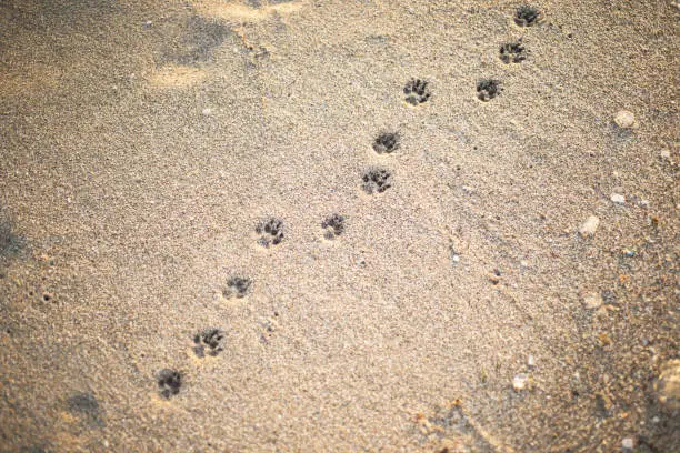 Pattern of footprints on the sandy beach. A number of traces. Backgrounds are sandy. The animals leave.