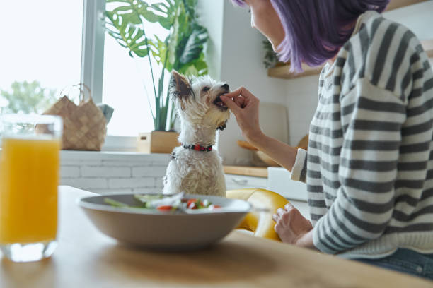 istock Young woman feeding her cute dog 1406505153