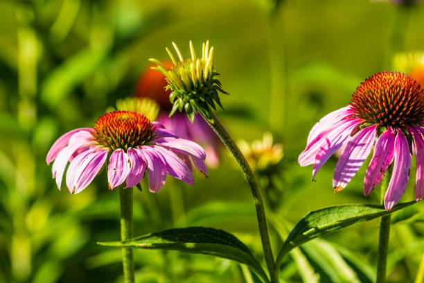 several coneflowers are blooming in the back garden