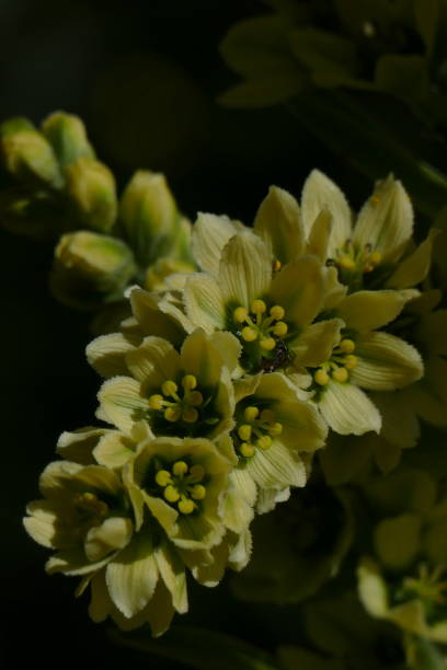 Veratrum album Veratrum album, Pyrenees Orientales : Bouillouses lake european white hellebore stock pictures, royalty-free photos & images