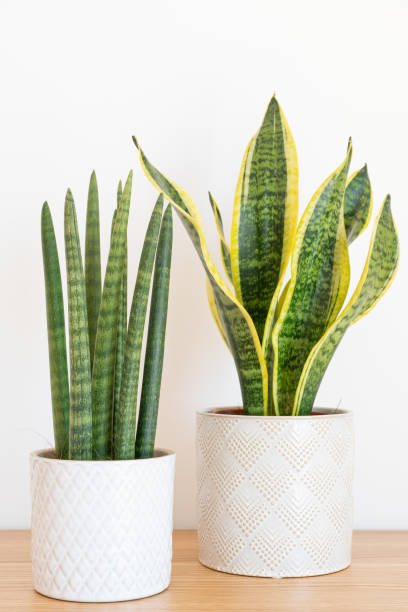 istock Sansevieria cylindrica and laurentii (Dracaena trifasciata, mother in law tongue, snake plant) against white background 1406506106