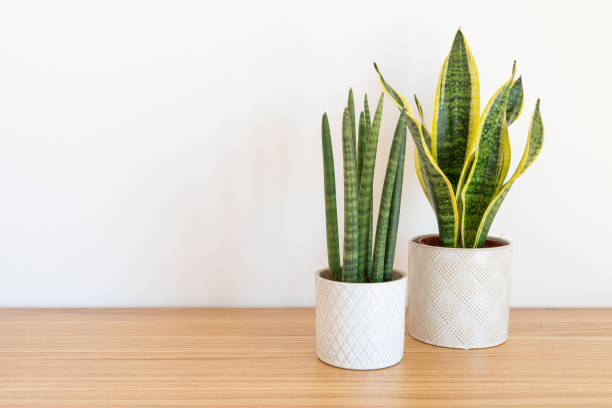 istock Sansevieria cylindrica and laurentii (Dracaena trifasciata, mother in law tongue, snake plant) against white background 1406506112