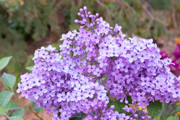 istock Syringa vulgaris (common lilac) branch in full bloom at spring 1406506116
