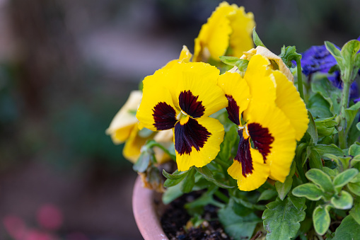 Closeup of flower planter containing an arrangement of multicolored pansy blossoms set against a background of weathered grey boards.