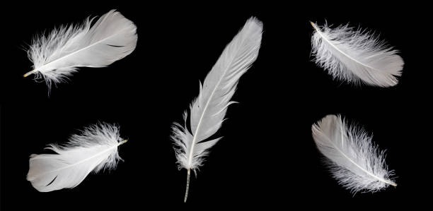 istock white feather of a goose on a black background 1406506225
