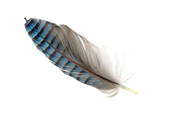 istock blue with black striped jay feather on white isolated background 1406506235