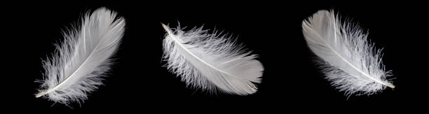 istock white feather of a goose on a black background 1406506241