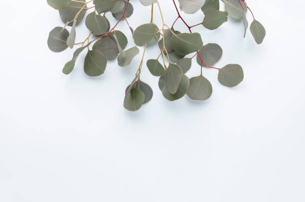 istock Eucalyptus composition. Pattern made of various colorful flowers on white background. Flat lay stiil life. 1406507547