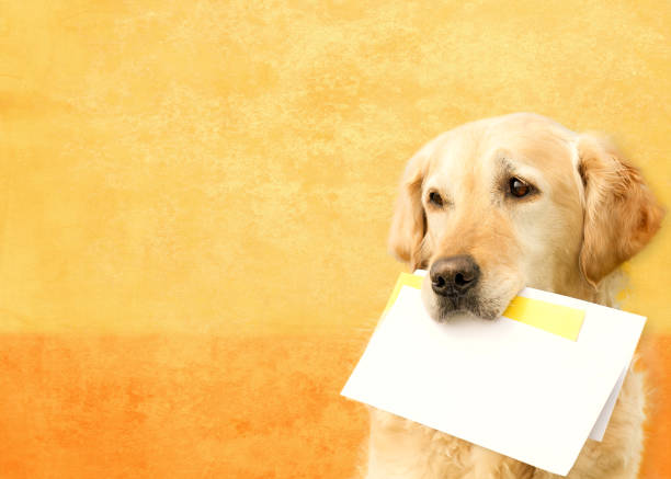 Golden Retriever with post envelopes , Copy Space stock photo