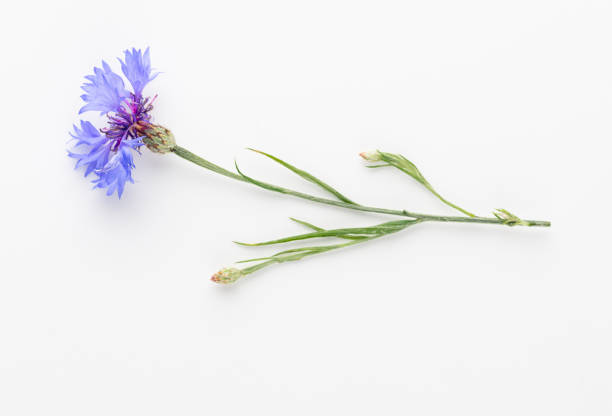istock Alternative Medicine. Centaurea cyanus, Cornflower Herb capsule, Nutritional Supplement. 1406507746