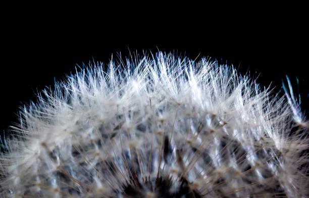 istock Extreme macro close up of dandelion 1406509318