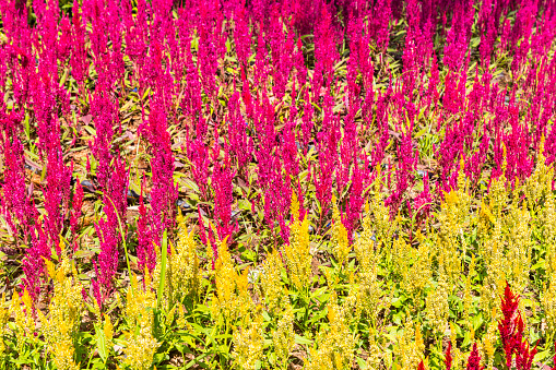 The Beautiful of Celosia argentea or Cockscomb in the field.