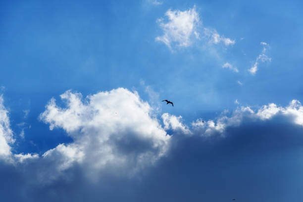 istock birds flying high in the sky, bright sunlight through the clouds 1406510028
