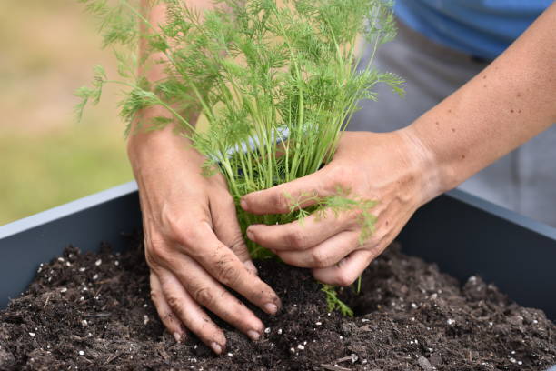 How To Grow Dill Herb From Seeds In Garden Nutrition Benefits And Best Uses