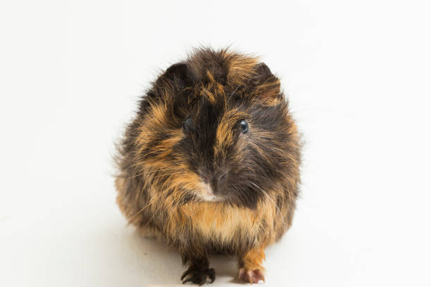 istock cute guinea pig on white background 1406510510